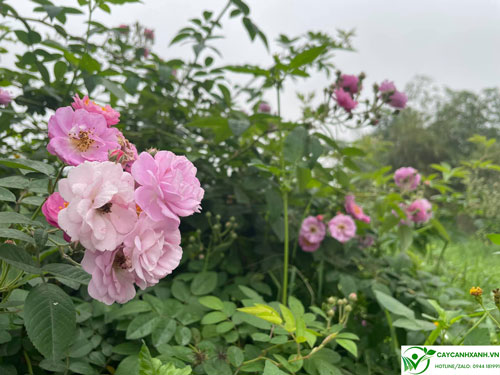 Bán cây hồng tầm xuân ở Hà Nội