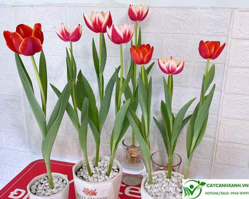 Bán hoa tulip ở Hà Nội