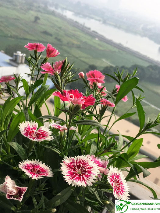Cách chăm sóc cây hoa cẩm chướng
