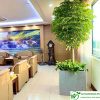 Cây hạnh phúc trồng chậu đặt văn phòng