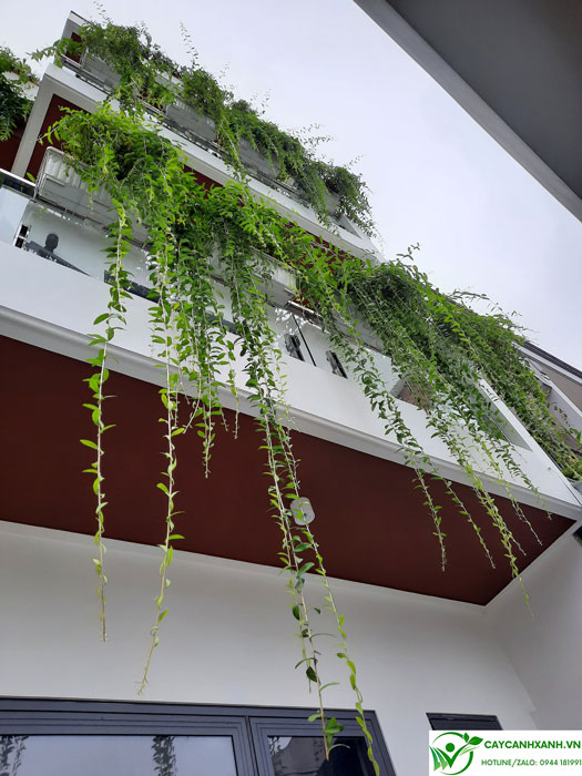 Cúc tần trồng ban công làm rèm cho nhà mới