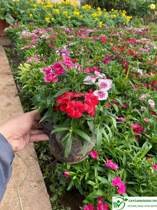 Đặc điểm cây hoa cẩm chướng