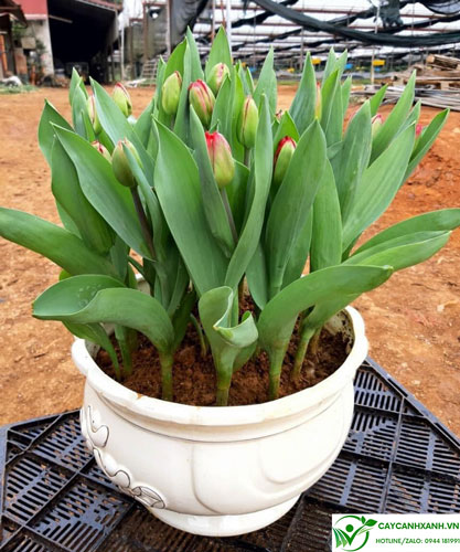 Hoa tulip có đa dạng màu sắc