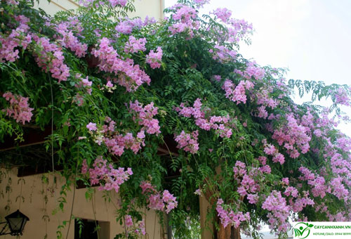 Vòm hoa hồng thiên hương trang trí cổng, tô điểm sức sống cho căn nhà