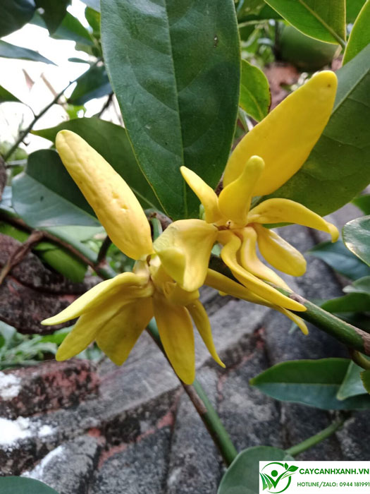 Hoa móng rồng chín vàng có mùi thơm