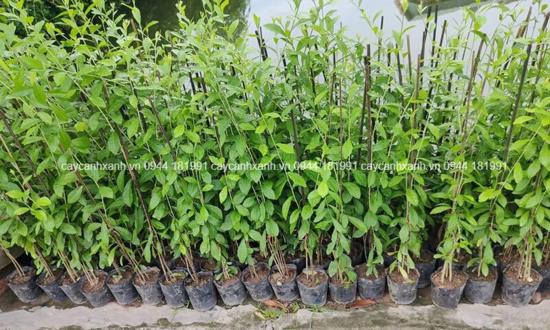 hình ảnh chậu cây cúc tần ấn độ tại vườn