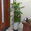 Cây hạnh phúc phong thủy tốt