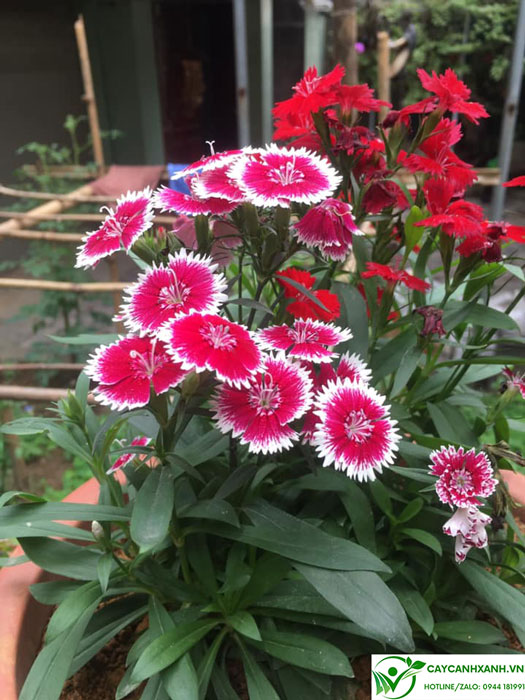 Mua hoa cẩm chướng ở Hà nội