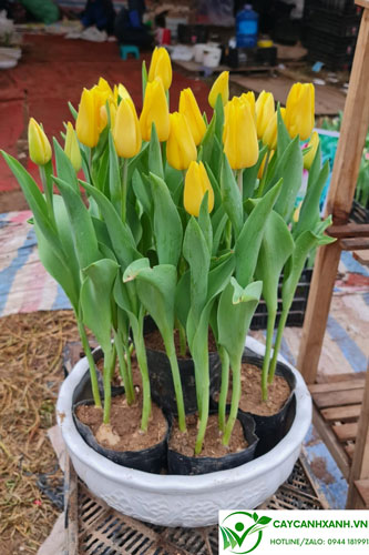 Hoa tulip tươi lâu và nở hoa đẹp nhất vào dịp Tết