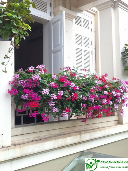 Hoa phong lữ rủ trồng cửa sổ ban công