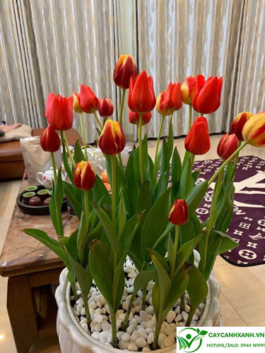 Hoa tulip được trồng vào chậu chưng ở phòng khách