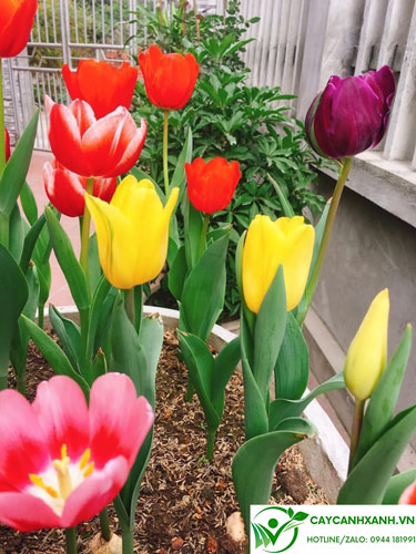 Mỗi màu sắc của Hoa tulip mang ý nghĩa riêng