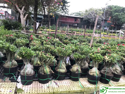Bán cây sứ thái ở Hà Nội