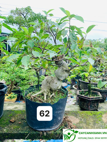 Bán cây sung bonsai ở Hà Nội