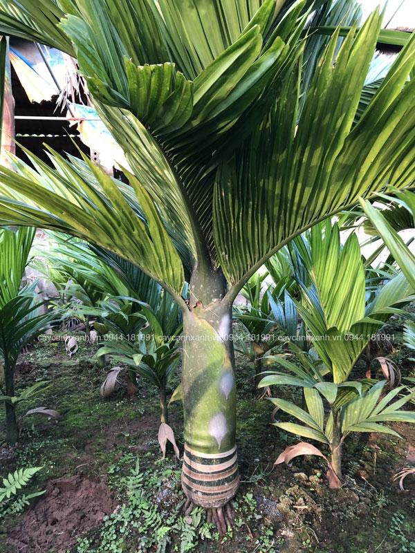 Bán cây cau lùn giá tại nhà vườn