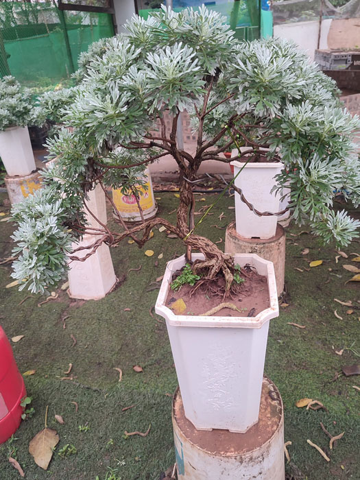 Cúc mốc bonsai