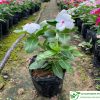 Cây hoa dừa màu hoa trắng