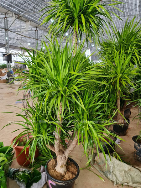 Cây trồng trang trí sảnh văn phòng, nhà ở rất tốt