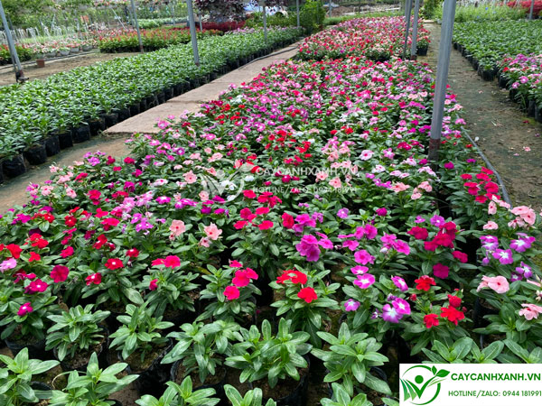 Bán cây hoa dừa màu đa dạng màu sắc trồng trang trí sân vườn, công trình