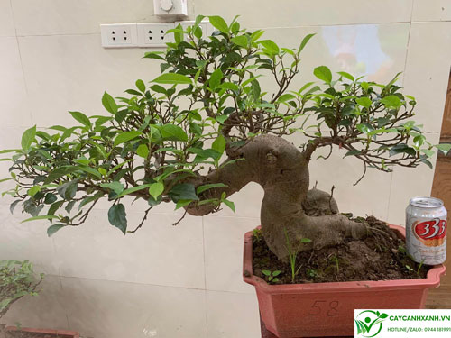 Sung bonsai có thân gốc to, dáng huyền