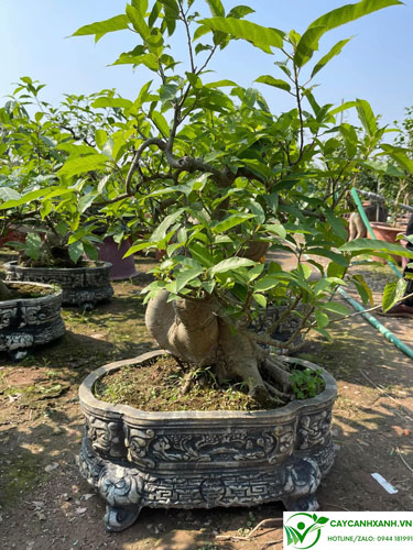 Sung bonsai đem lại nguồn kinh tế cao cho người trồng