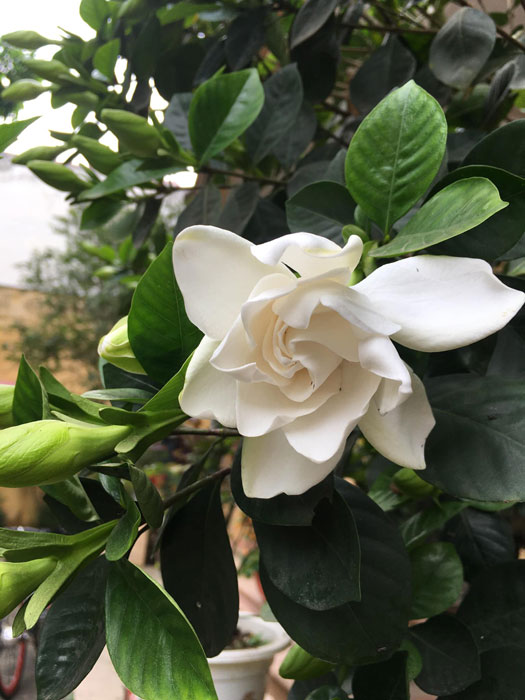 Hoa bạch thiên hương trắng thơm