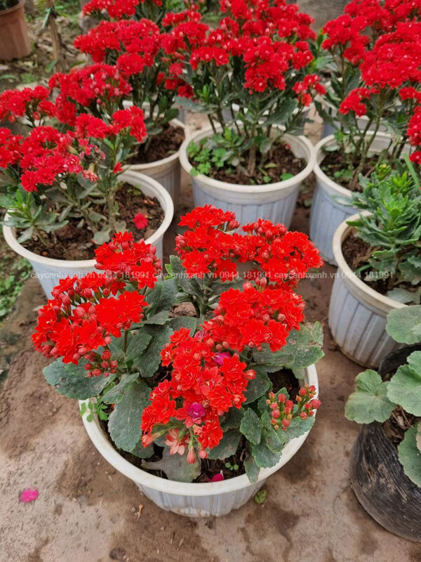 Cây bỏng thái - Có màu hoa đỏ nở rực rỡ