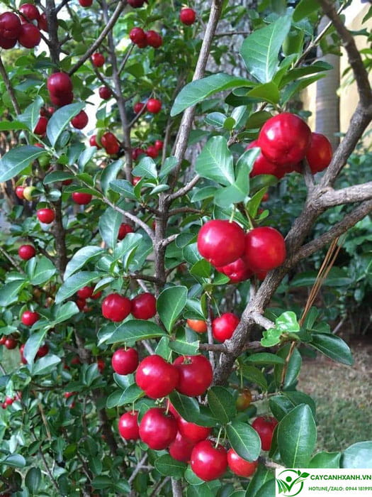 Cách chăm sóc cây cherry