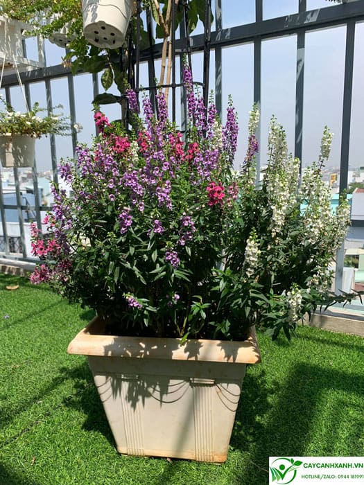 Cách trồng hoa violet nhật