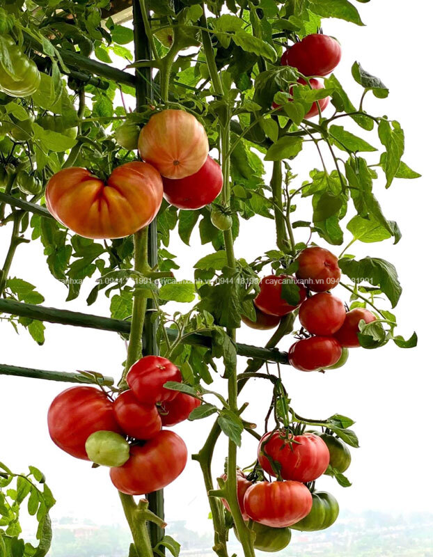 Cây cho quả to tròn. Quả ngọt và mọng nước