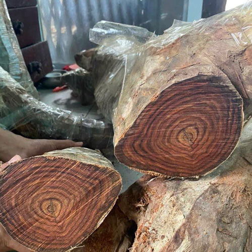 TOP 11 cây lấy gỗ quý hiếm, có giá trị kinh tế cao nhất 2023