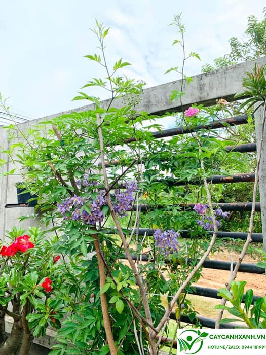 Cây hoa tiêu nương trồng tạo cảnh trong vườn nhà