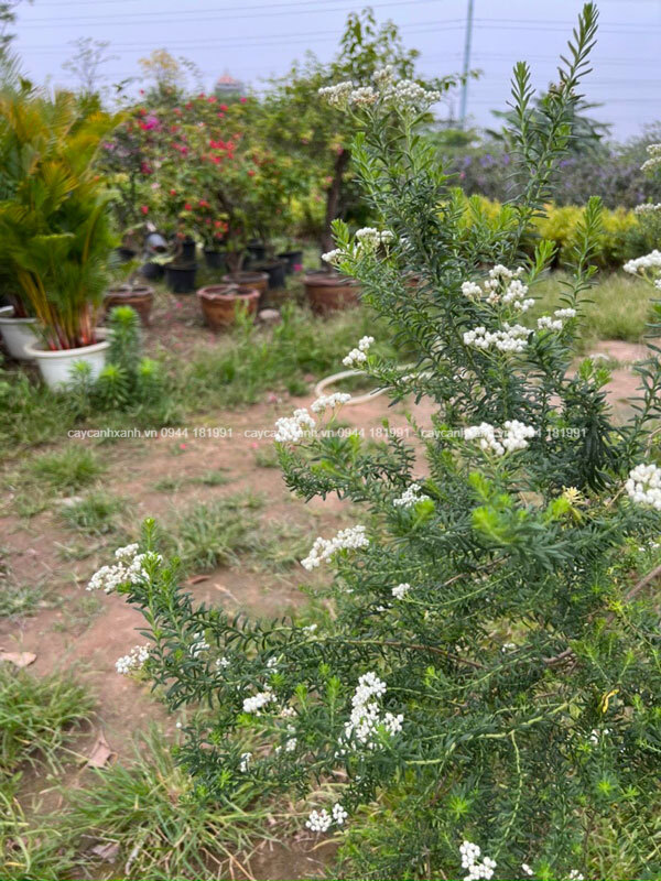 Những chùm hoa trắng li ti và mùi thơm dễ chịu là đặc điểm cuốn hút