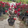 Cây tường vi huyết long