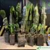 Chậu xi măng đá mài trụ vuông màu đen