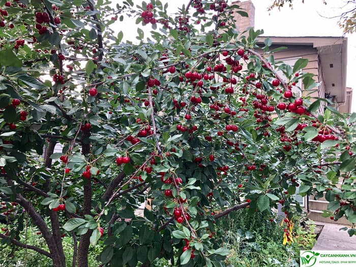 Cherry Brazil được trồng ở nước ta cho sai quả