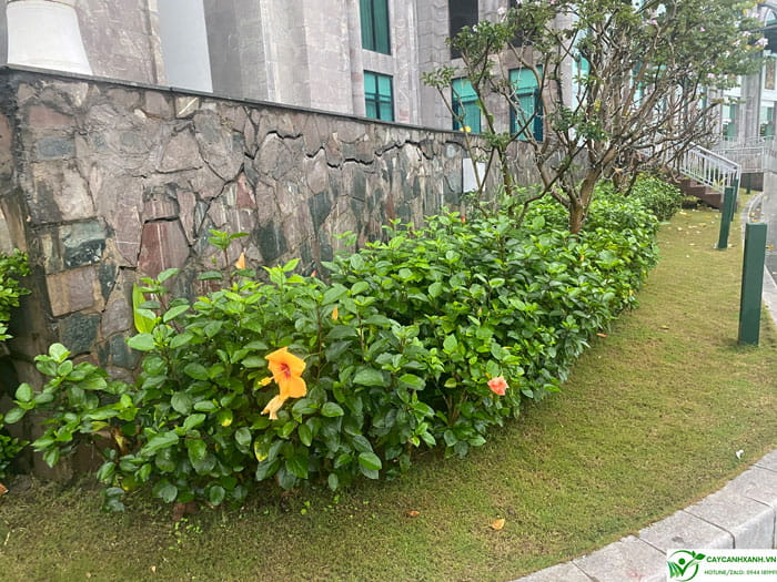Hoa dâm bụt thái trồng thành hàng cạnh tường
