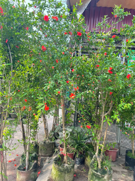 Bán cây lựu hạnh hoa đỏ tươi đẹp tại Hà Nội