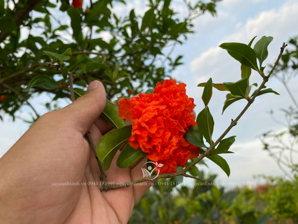 Những bông hoa đỏ cam tươi đẹp