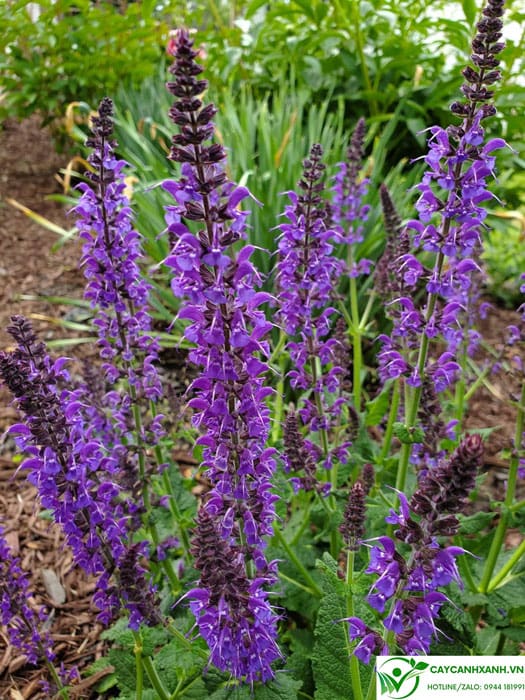 Hoa Lavender tím - Biểu tượng của sự thanh khiết