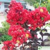 Hoa tường vi huyết long
