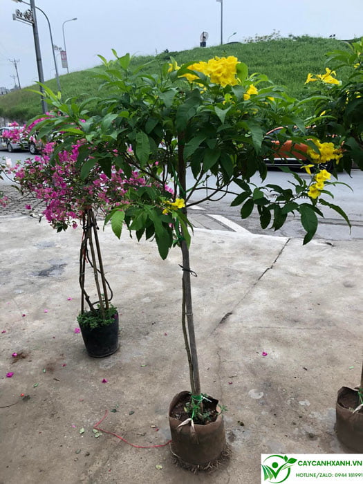 Huỳnh liên vàng dáng tree cao 1.5m