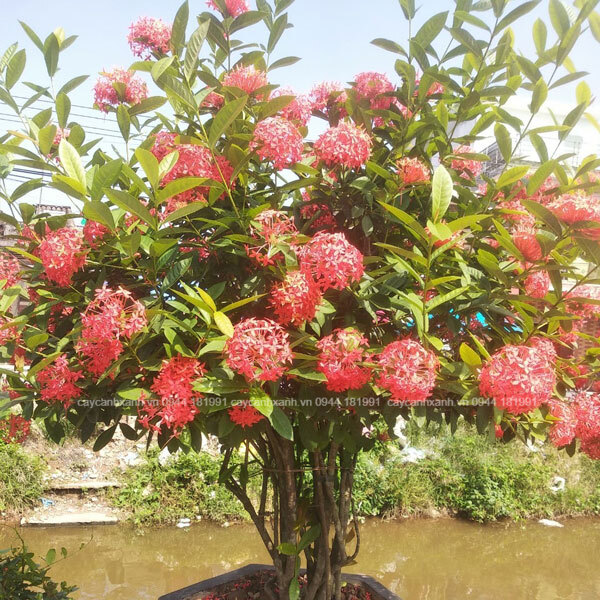 Cây hoa mẫu đơn mỹ hoa màu hồng