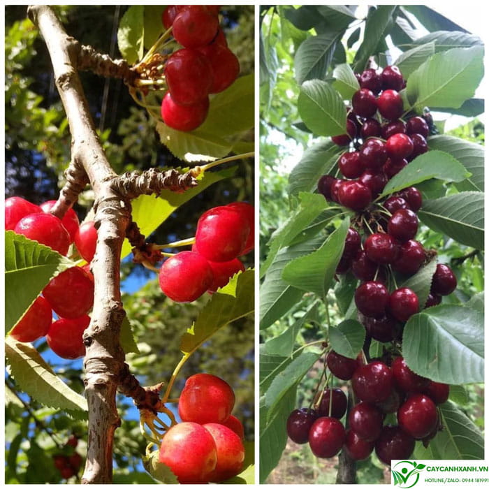 Phân biệt: Quả Cherry Mỹ (trái) - Quả Cherry Brazil (phải)