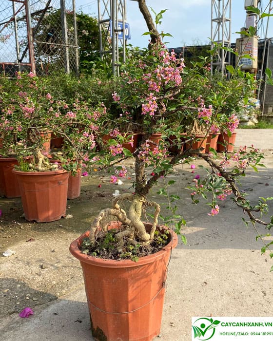 Hồng ngọc mai dáng bonsai