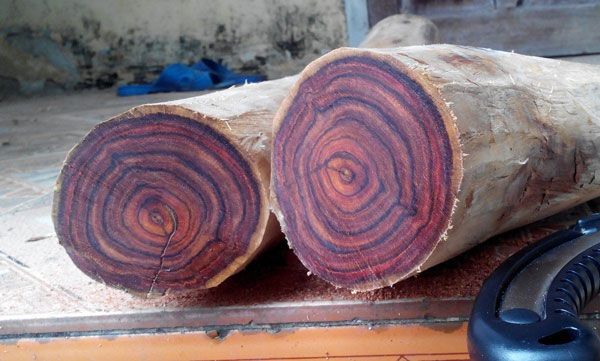 Hình ảnh gỗ cây khi được thu hoạch