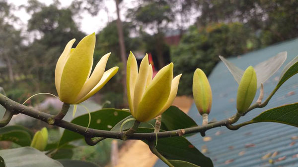 Những chùm hoa màu vàng nhạt của cây dổi
