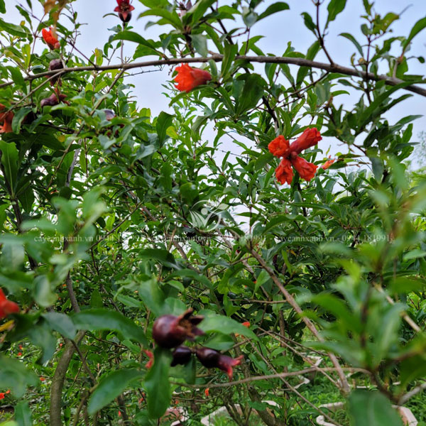 Những chùm hoa màu đỏ cam trên cây