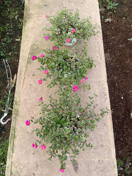 Bán cây sam hồng tươi đẹp tại Hà Nội
