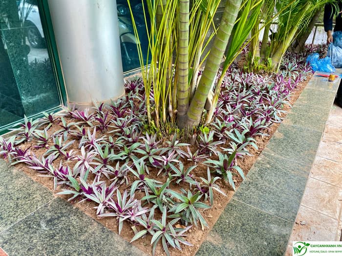 Bảy sắc cầu vồng trồng bồn trước sảnh tòa văn phòng